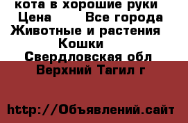кота в хорошие руки › Цена ­ 0 - Все города Животные и растения » Кошки   . Свердловская обл.,Верхний Тагил г.